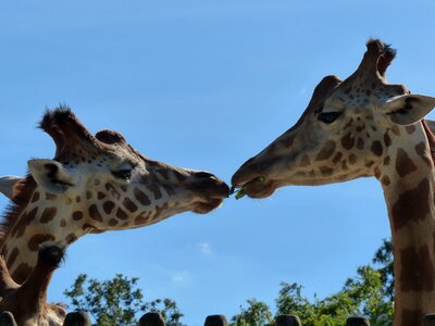 Zoo couple eat