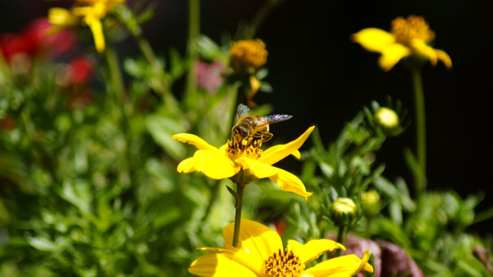 Garden blossom bloom photo