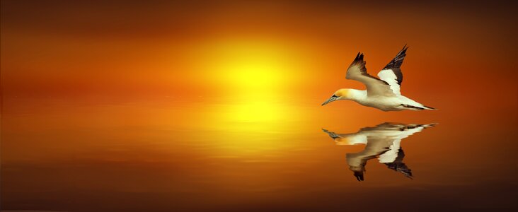 Flying waters water bird