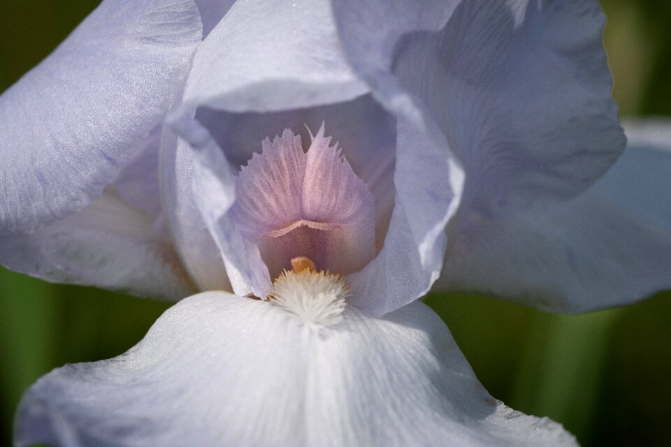Flower spring presby iris gardens