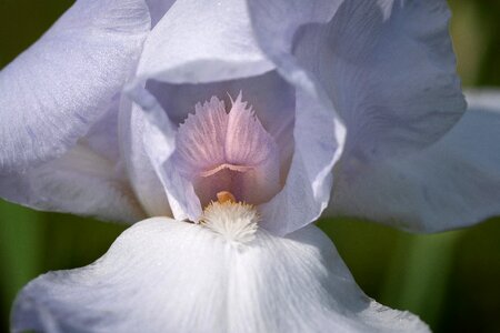 Flower spring presby iris gardens photo