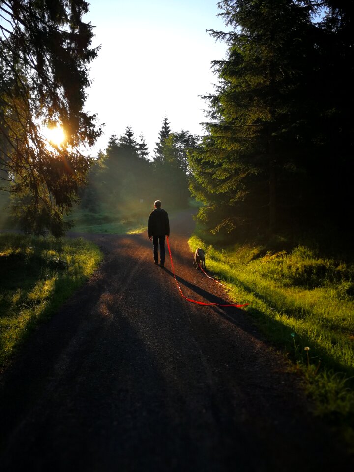 Hiking forest nature