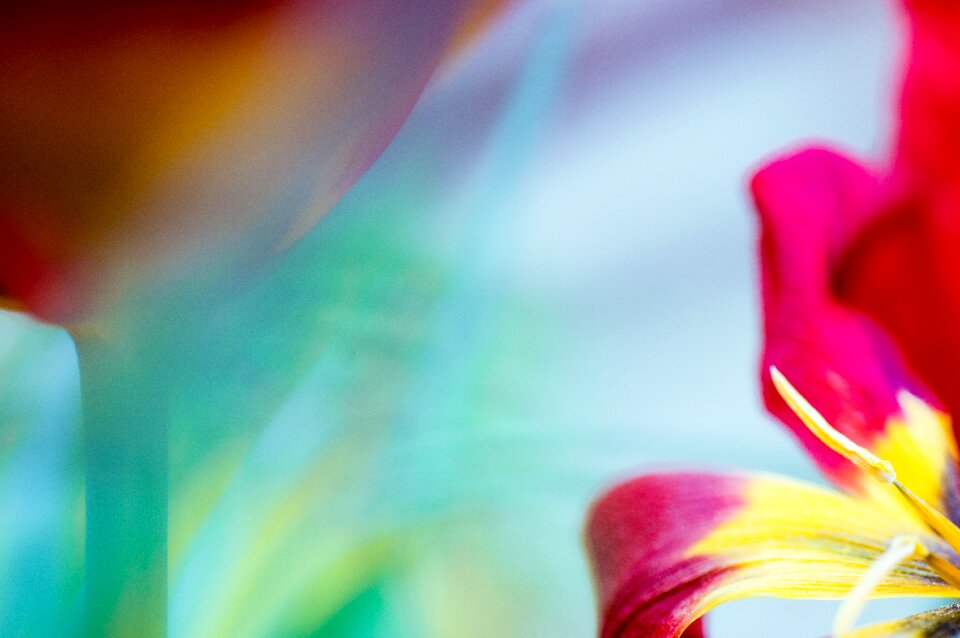 Out of focus background leaf