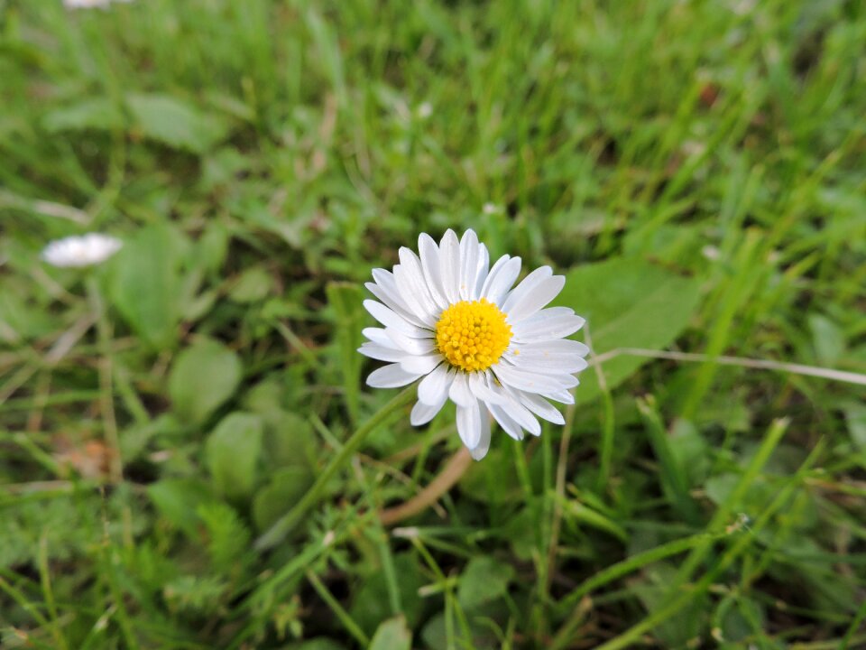 Nature flower nature flower