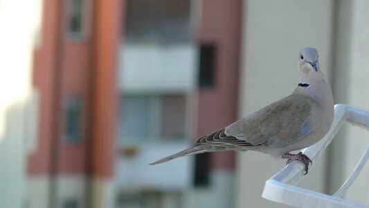 Dove nature animals