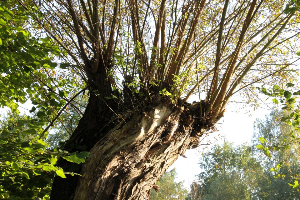 Pasture tree biosphere reserve