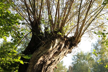 Pasture tree biosphere reserve