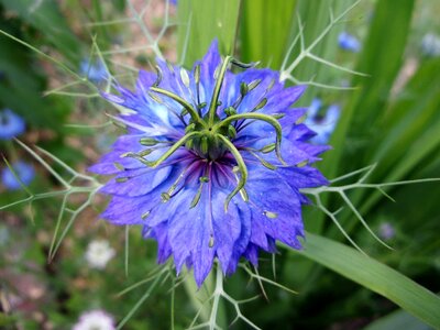 Garden nigella summer photo