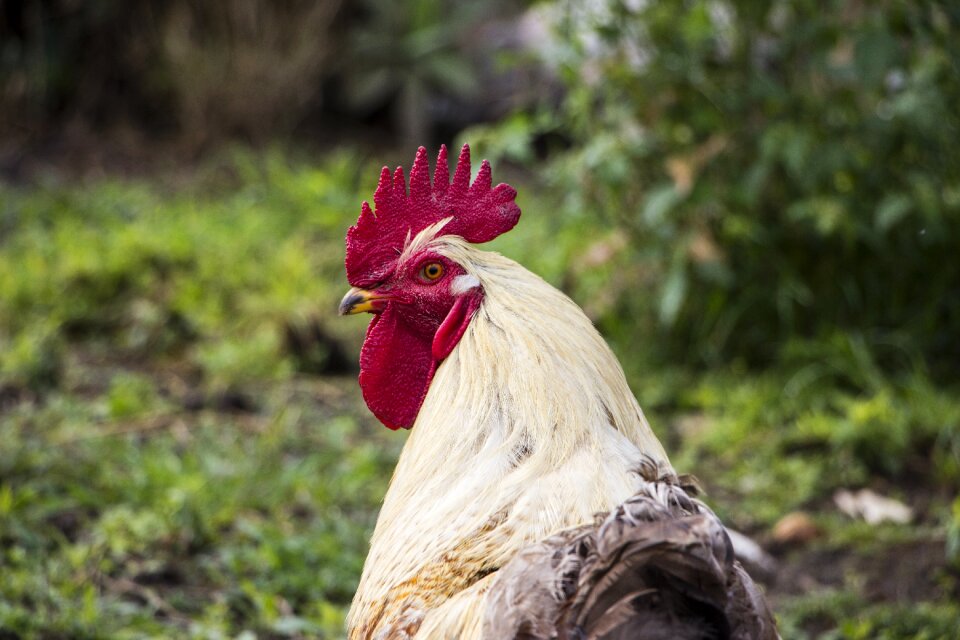 Bird poultry nature photo