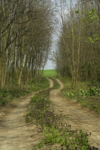 Forest way walk