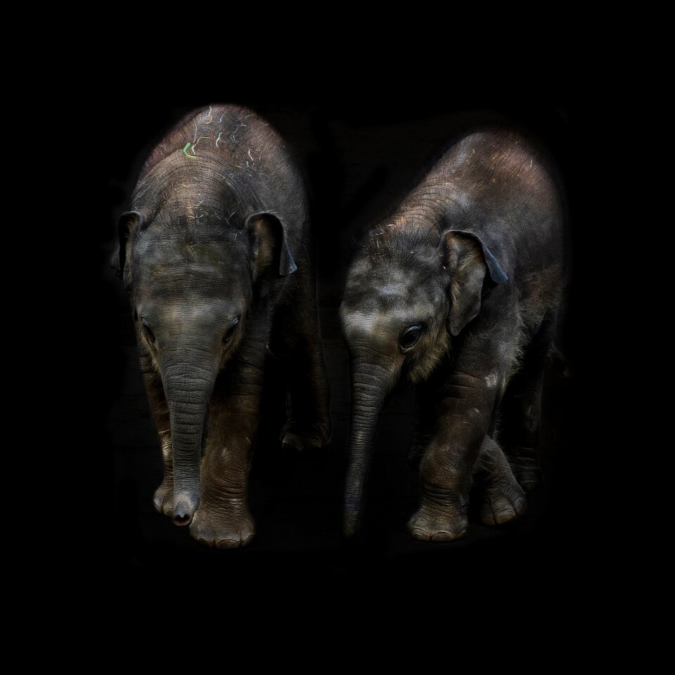 Calf elephant calf proboscis