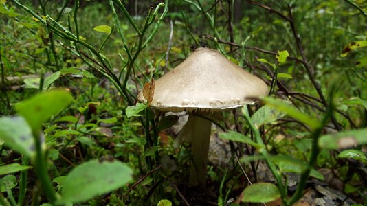 Forrest nature autumn