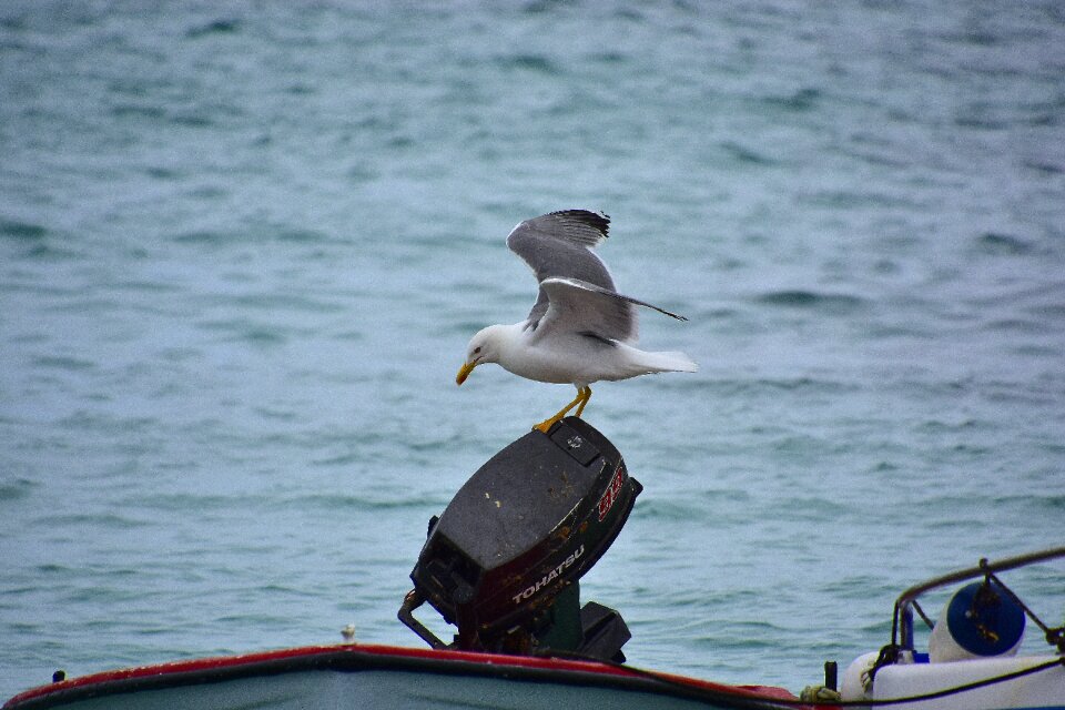 Sea national reserve seagull