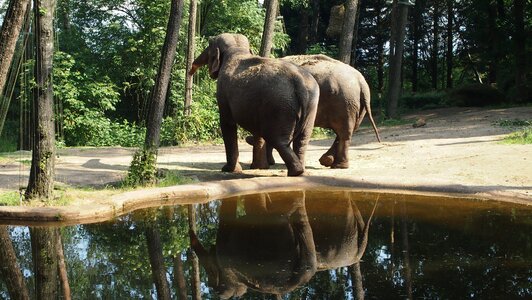 Elephant eat water