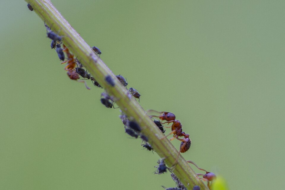 Lice aphid infestation