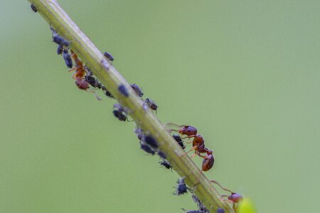 Lice aphid infestation
