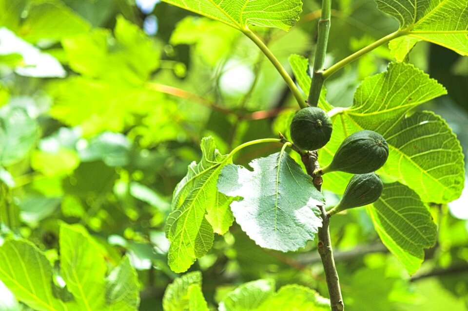 Sweet nature green
