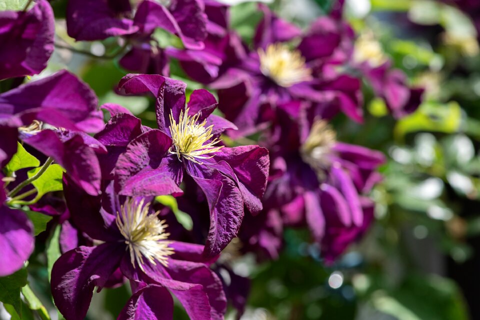 Flower purple violet purple photo