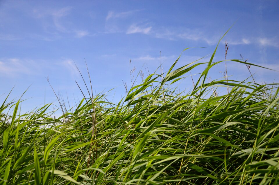 Grass nature reserve silent