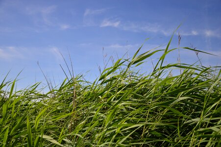 Grass nature reserve silent