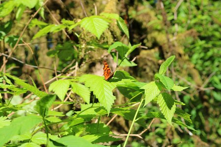 Orange leaf hiking