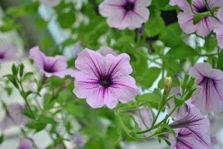 Purple flowers blossom