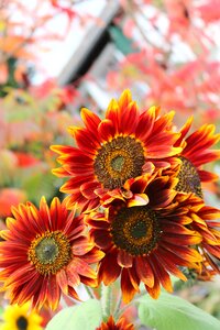 Sunflower autumn electrical electronics leonhardt