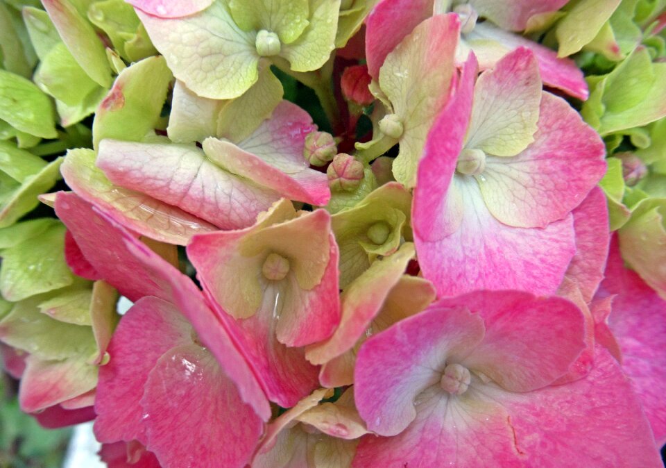 Summer rain hydrangea