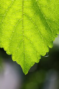 Green tree leaf color
