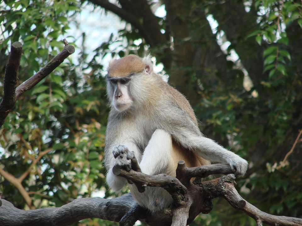 Animal wildlife wild