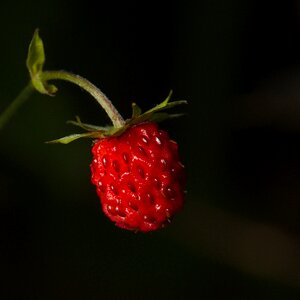 Fruit wild strawberries macro photo