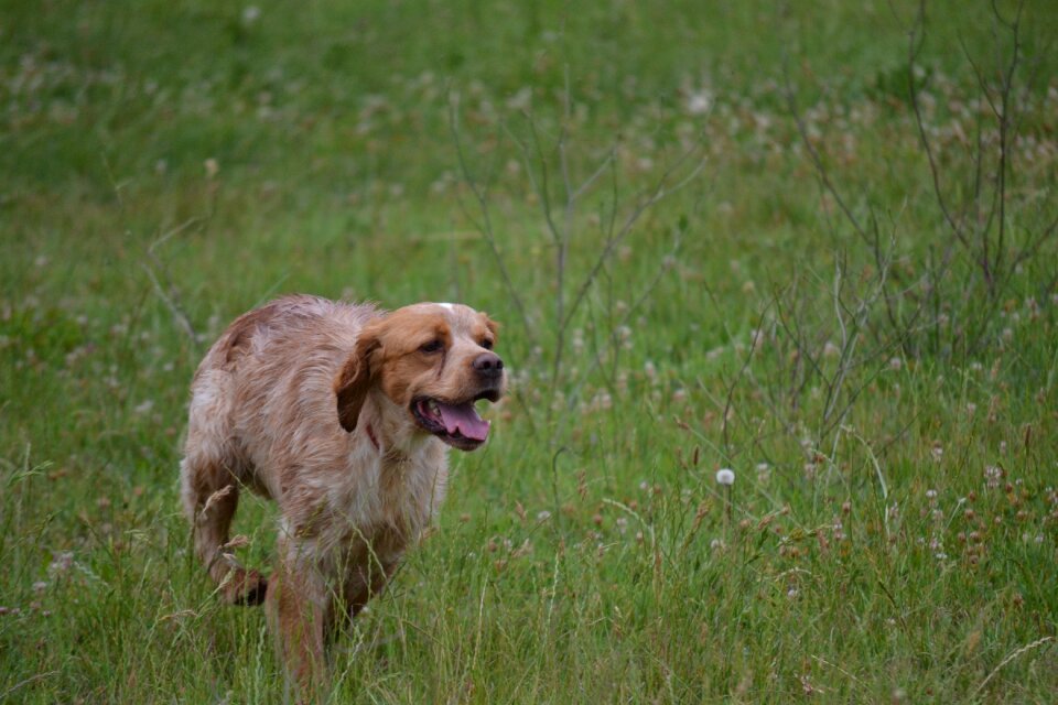 Dog trained dog the pheasant hunting