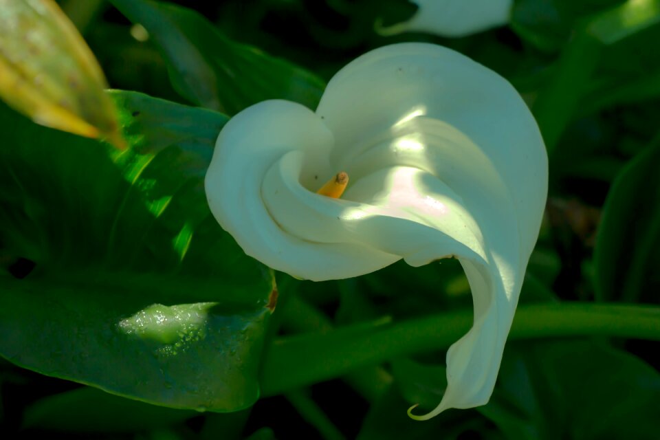 Spring nature petal