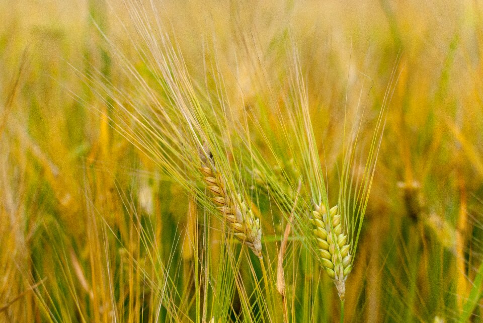Cultures fields agriculture