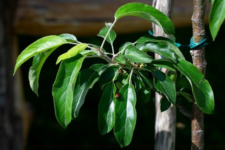 Leaves green apple tree leaves photo