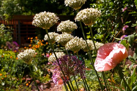 Garden garden plant white flowers photo