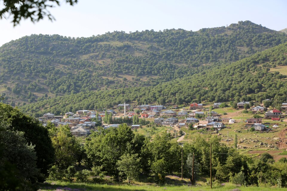 Landscape forest mountain