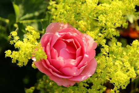 Bloom frauenmantel yellow photo