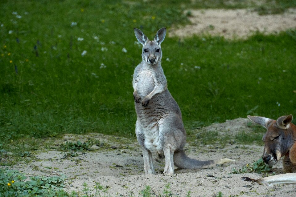 Marsupial zoo australia