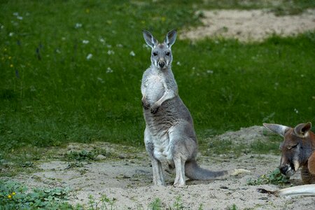 Marsupial zoo australia