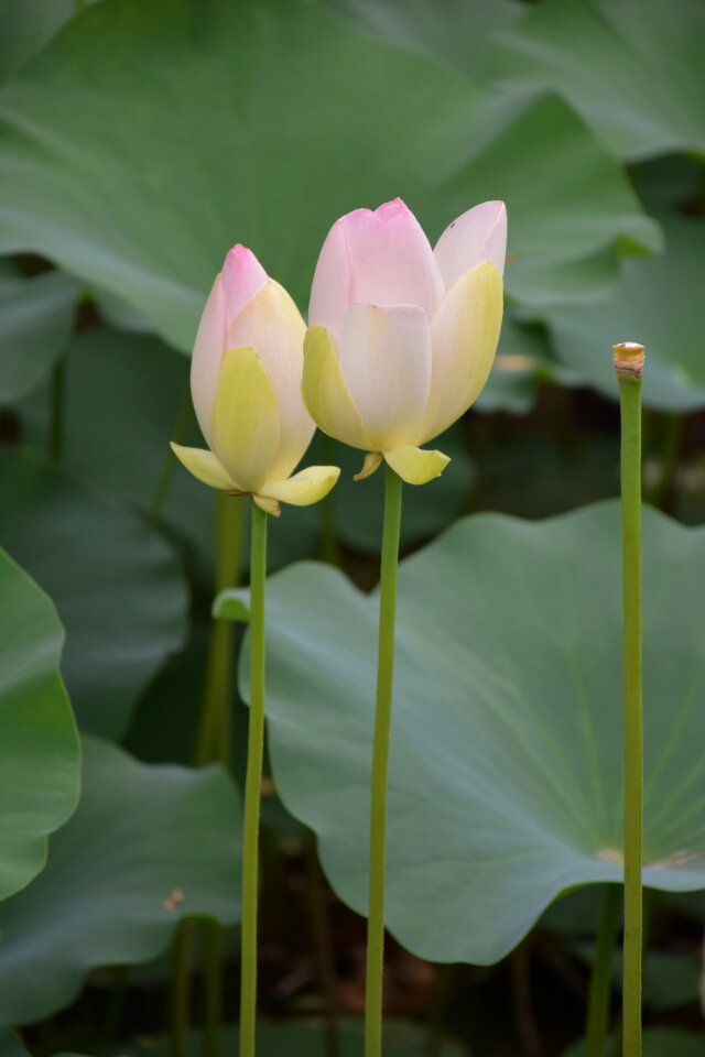 Flower plant lonely