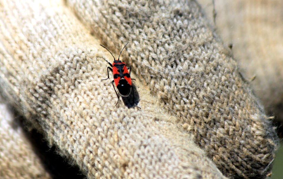 Macro nature living nature