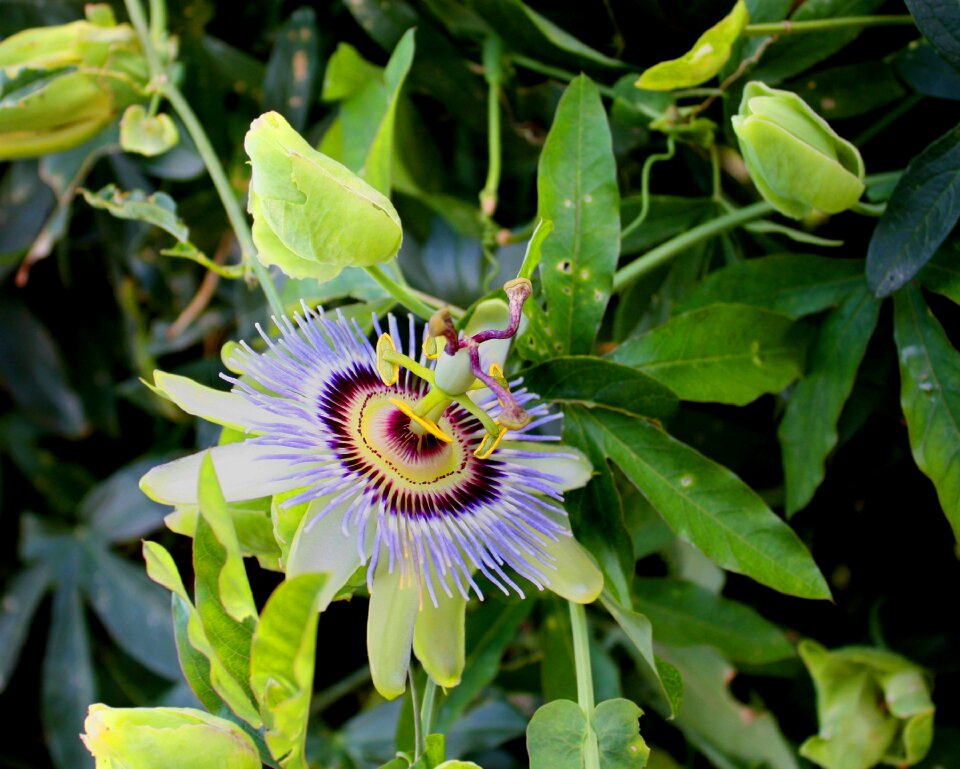 Floral bloom nature