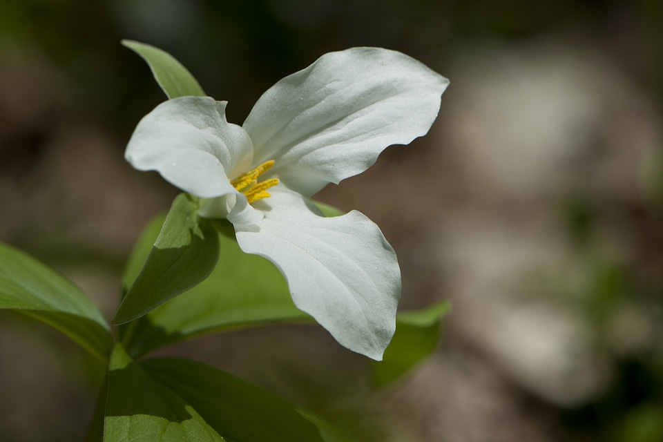 Perennial wildflower new england