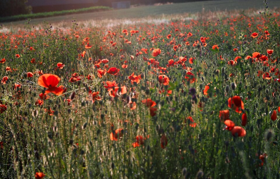 Klatschmohn nature colorful