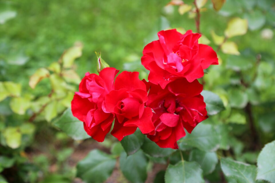 Rose pictures rose photos rose official