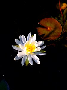 Spring white blossom
