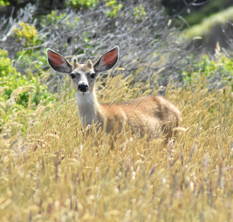 Mammal buck outdoor