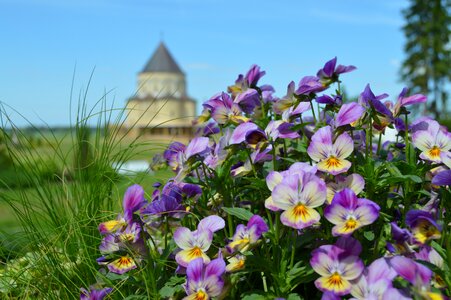 Beauty summer flowers handsomely photo