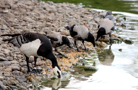 Feathered race living nature hooded crows